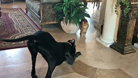 Tiny kitty puts Great Dane in her place