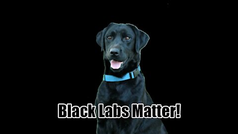 We Agree With Ted Cruz... Black Labs Matter!