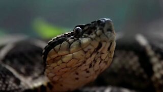 Snake Venom May Be Tool To Fight Covid-19 (Study From September 2021)