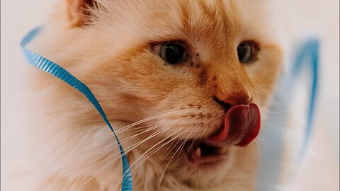 Funny Cats! 😹 That Aggressive LICK, Though! LOL! 👅💦😹 (#150) #Clips