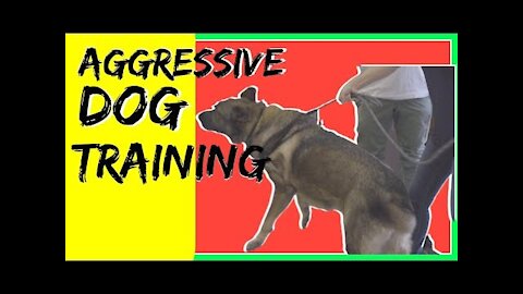 DingDon! How to train a aggressive German Shepherd- reactive german shepherd training