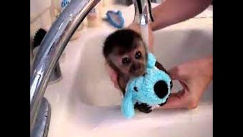 It's bath time! 🐒🛀 @mojothemonkey