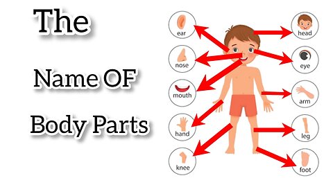 Learn Part Of Body Name / Part Of Body Name In English / Human Body Part Learn /Kids Vocabulary
