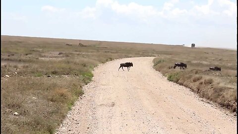 Wildebeest migration in Serengeti national park