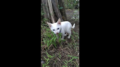 Cat Eating Grasses