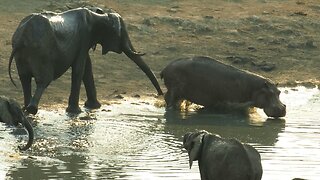 Angry elephant chases hippo back into the water