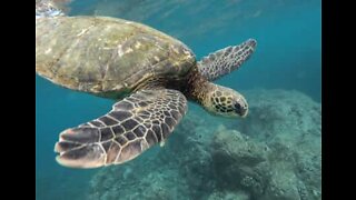 Tourist flees turtle sea attack