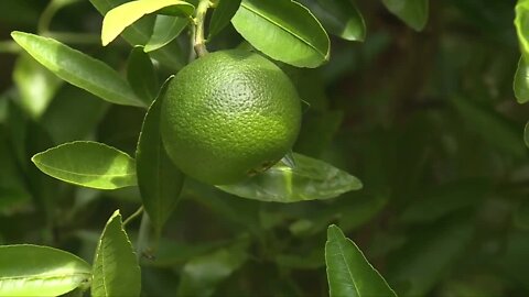 Citrus greening 'cure' from California could be key to revitalizing Florida's soured industry
