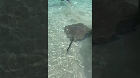 Hand feeding Big Venomous Stingray #Shorts