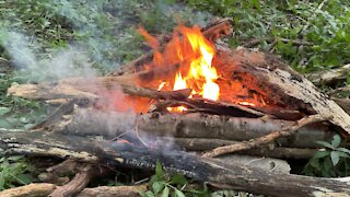 Wild Camping Live From The Forest