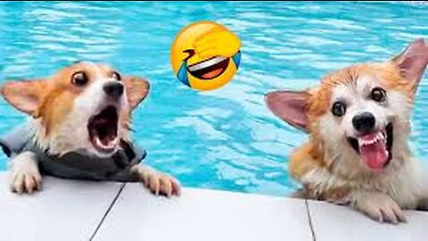 Best Funny Animal Videos 2022 😺 - Funniest Dog