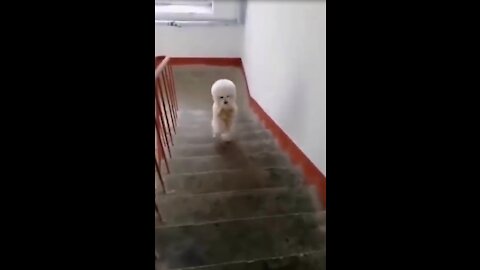 Cute And Funny Walking Puppy. Funny Animal