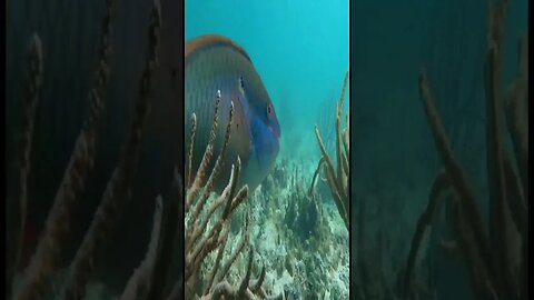 Under the sea Puerto Morelos clip 7