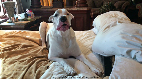 Talkative Great Dane Hates to Get Out of Bed