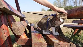 Cat Sits on a Bench
