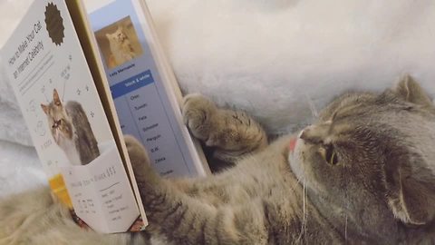 How to make your cat an Internet celebrity