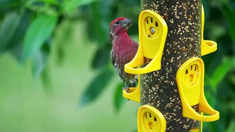 Birds in the Backyard