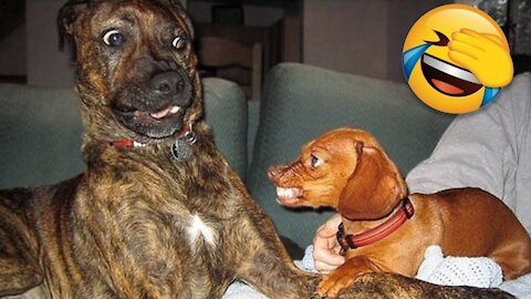 Funny Dogs 🐶 And Other Animals That Will Make You Laugh All Day Long 😹