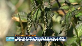 Keeping plants alive during a cold snap