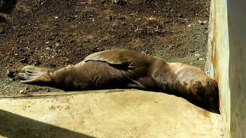 Rescued sea lion pup adorably relaxes in the sun