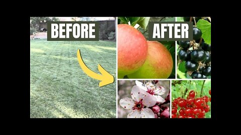 Turn Your Lawn Into A Food Forest & Become Food Independent