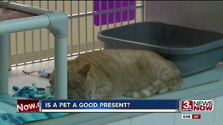 Courtney's Corner: Is a pet a good present?