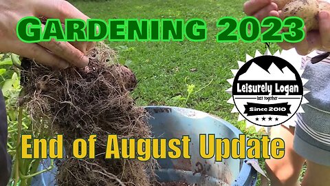 Garden 2023 : End of August Update - checking the potato bags