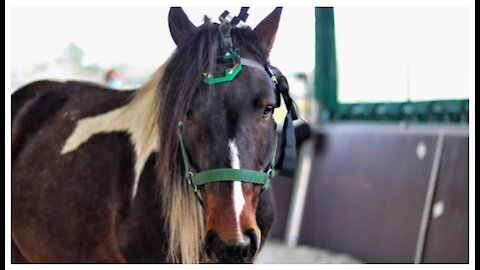 Mind reading devices being used on animals. Are we next?