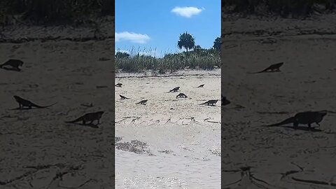 Wild Iguanas Take Over Allan Cay Beach Bahamas