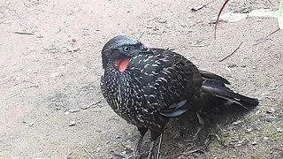 Jacu em busca de água Jacuaçu Penelope aves craciformes, jacuguaçu, guans, pava