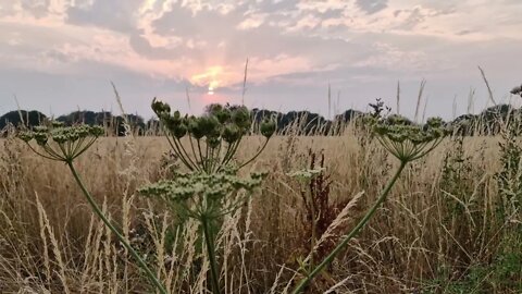 2 minutes of calm relaxation watching grasses waving in the wind & birds singing at sunset.