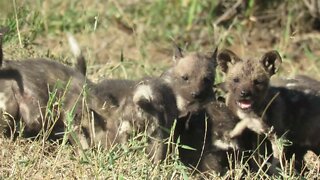 Incredible Number Of African Wild Dog Pups Burst Out Of Den