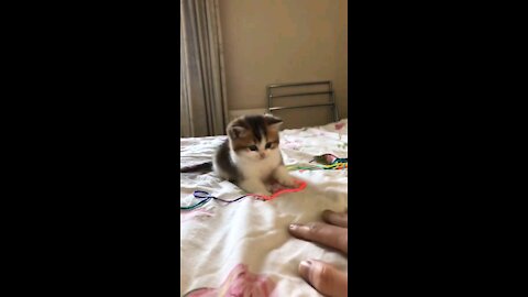 Kitten Cute Moments