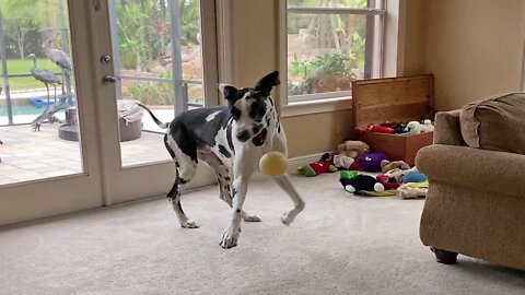 Happy Great Dane Sings And Dances With His Squeaky Toy