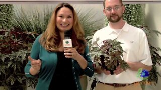 BEGONIA PLANTS: Gryphon Begonia (Begonia Rex- Silver and Black Foliage) Sun Coleus/Shirley Bovshow