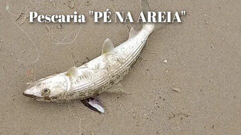 Pescaria "PÉ NA AREIA" , 24/11/2022 véspera do jogo do BRASIL 🇧🇷