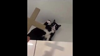 The Exorcist. Starring— a cat? #exorcist #funnycatvideos #caturday