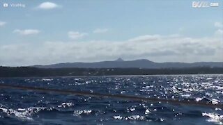 Hoppende hval rammer næsten båd