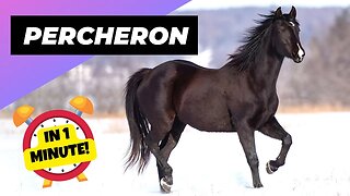 Percheron - In 1 Minute! 🐴 One Of The Most Beautiful Horses In The World | 1 Minute Animals