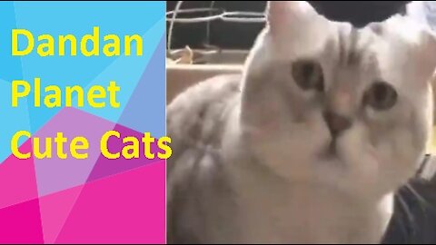 Dandan Planet - cute cats for you