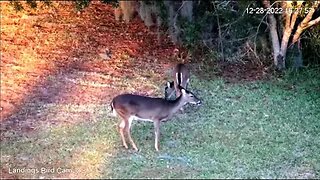 Deer Foraging For Dinner 🦌 12/28/22 16:23