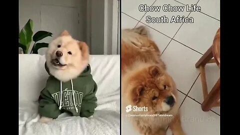 #shorts Chow Chow Dog Living in South Africa Num: 29 #chowchowpuppies #chowchowdog #southafricachows