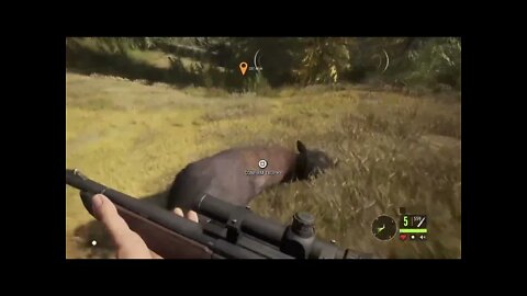 theHunter: Call of the Wild Chapter 71! All Blackbear!