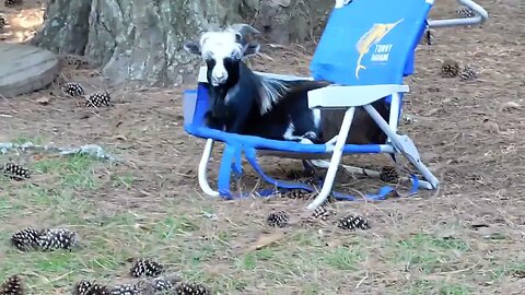 Silas the goat chillin in his lawn chair