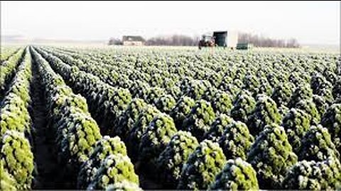 Awesome Kale Cultivation Technology - Kale Farm and Harvest - Kale Processing Factory