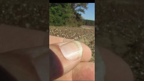 little balls #relics #battle #coins #buttons #trending #metaldetecting #civilwar #silver