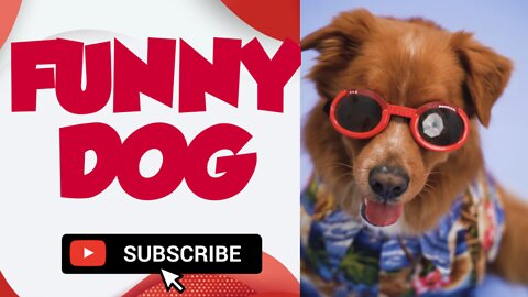 Funny dog | #funny, #funnyanimals, funnydogs