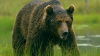 Alberta's grizzly population is thriving thanks to conservation efforts