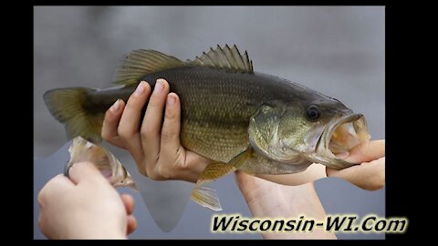 Wisconsin Largemouth Bass Taste Underwater Camera VIDEO - Landman Realty LLC