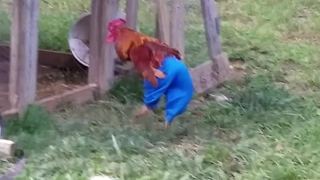 Rooster Run Around Wearing Blue Pants